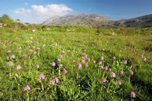Italica: Mass of Italian Orchids