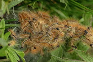Lepidopterae: Mass of lackey moth, Malacosoma neustria, caterpillars