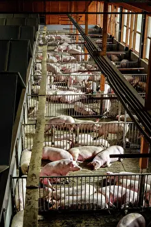 Stall: Mass livestock farming, pigs on slatted floors