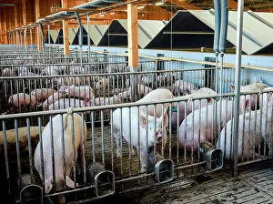 Stall: Mass livestock farming, pigs on slatted floors