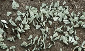 Patch: Mass of mud-puddling Black-veined whites on damp patch