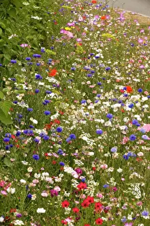 Cornflowers: Mass of planted annuals, including cornflowers