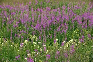 Chamerion: Mass of rose-bay willow-herb - in flower, in old