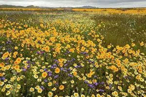 Carrizo: Mass of a tickseed - Tidy-tips, Fremont's Phacelia