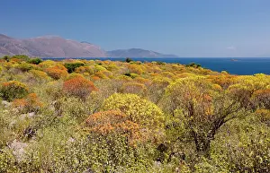 Spurges: Mass of Tree Spurge - beginning to colour up