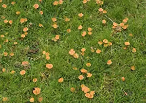 Hygrocybe: Mass of waxcaps in old unfertilised grassland;