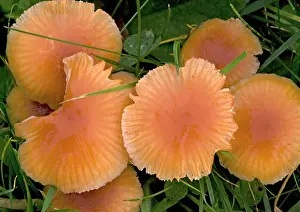 Hygrocybe: Mass of waxcaps in old unfertilised grassland;
