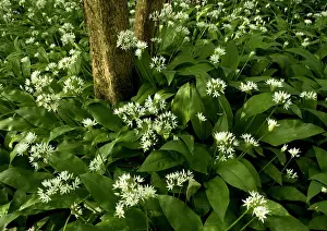 Coppice: Mass of wild garlic / ramsons - flowering in ancient