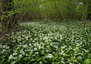 Coppice: Mass of wild garlic / ramsons - flowering in ancient