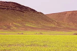 Crucifer: Mass of yellow Brassicas (crucifer) in the Moroccan