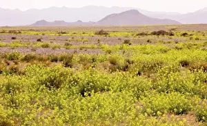 Crucifer: Mass of yellow Brassicas (crucifer) in the Moroccan