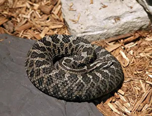Rattlesnakes: Massasauga Rattlesnake