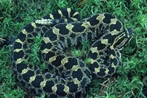 Sistrurus: Massasauga Rattlesnake