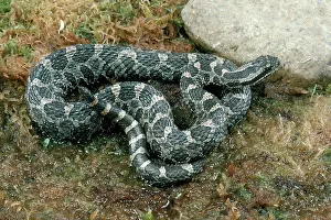 Vipers: Massasauga Rattlesnake