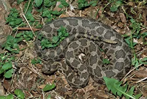 Vipers: Massasauga Rattlesnake