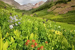 Columbines: Masses of alpine flowers including Blue Columbine