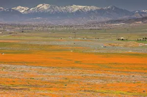 Gabriel: Masses of Californian Poppies in the Antelope Valley