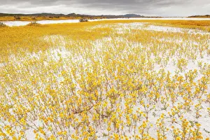 Glabrata: Masses of Coulter's goldfields