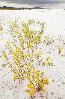 Glabrata: Masses of Coulter's goldfields - Soda Lake / Alkali