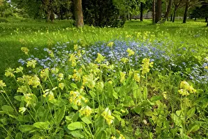 Cowslips: Masses of cowslips with Wood forget-me-not in flowery