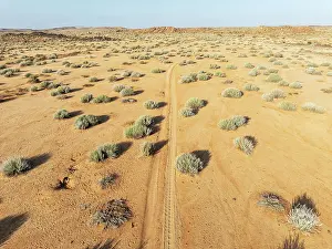 Euphorbia: Masses of Euphorbia gregaria and desert track