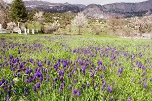 Hyacinths: Masses of a grape hyacinth