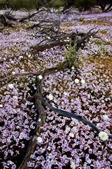 Everlasting: Masses of Pink Velleia - and other spring everlasting
