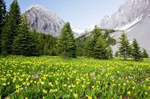 Kananaskis: Masses of Yellow Glacier-Lily or Snow-Lily, at