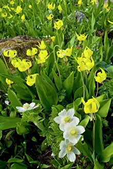 Chester: Masses of Yellow Glacier-Lily or Snow-Lily, with