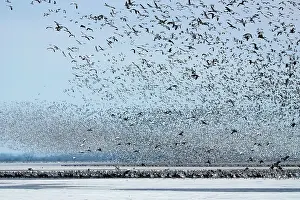 Amount: Massive Amount of Snow Geese
