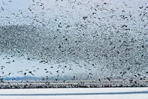 Amount: Massive Amount of Snow Geese