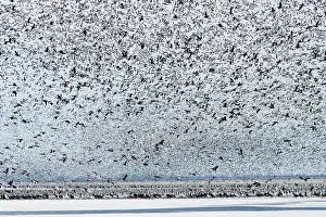 Amount: Massive Amount of Snow Geese