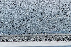 Amount: Massive Amount of Snow Geese
