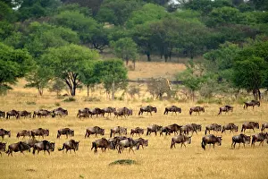 Massive: Massive Wildebeest herd during migration