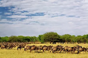 Massive: Massive Wildebeest herd during migration