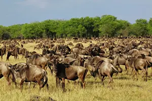 Massive: Massive Wildebeest herd during migration