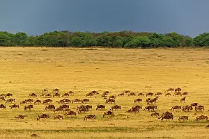 Massive: Massive Wildebeest herd during migration
