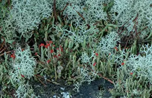 Acid: Massy of shrubby fruticose lichens, growing on p