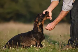 Master: Master calming Wire-haired Dachshund in a meadow France