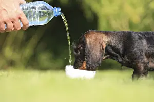 Master: Master giving water at his Wire-haired Dachshund puppy