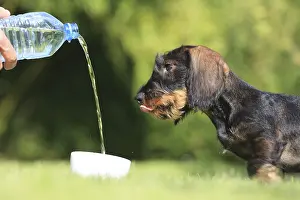 Master: Master giving water at his Wire-haired Dachshund puppy