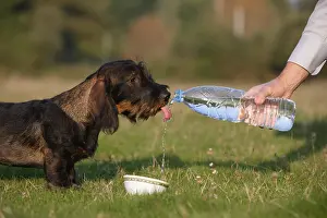 Master: Master giving water at his Wire-haired Dachshund puppy