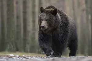 Scary: Master Petz... European brown bear (Ursus arctos)