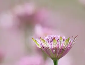 Astrantia: Masterwort