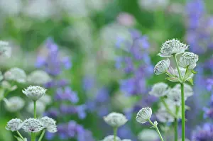 Astrantia: Masterwort
