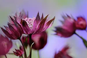 Astrantia: Masterwort