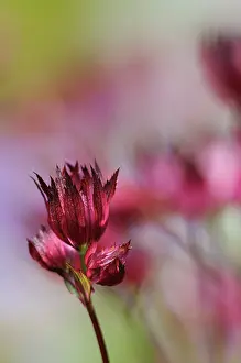 Astrantia: Masterwort