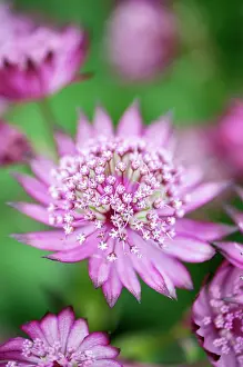 Astrantia: Masterwort, Astrantia major, close up