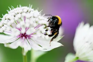 Turned: Masterwort, Astrantia major, flower close up with bee collec