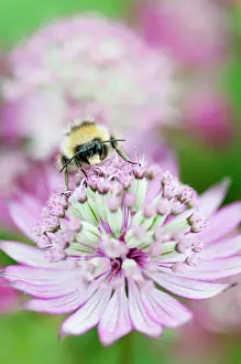 Turned: Masterwort, Astrantia major, flower close up with bee collec